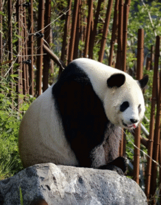 Image d'un Panda de Pairi Daiza